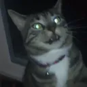 macadoodledoo