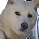 jindo3333