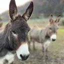 iamadolfin