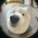 xdoozy