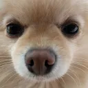 kopezo