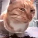 katchopine