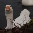 niceduckbro