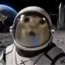 chipmuncat