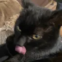 whiskasyt