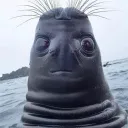 eggstasea