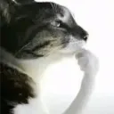 gongx3