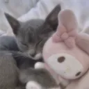 kiwicore