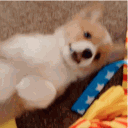 froyoollie