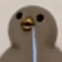coffee_bird