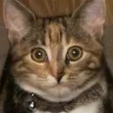 pybfad