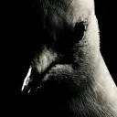 darthseagulls