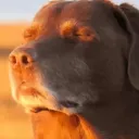 matadorvsmoose