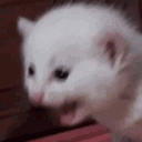 catscanfly
