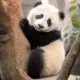 contronthepanda