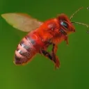 redbees