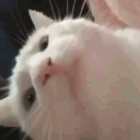 lulzcaptain