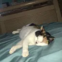 blanketquit