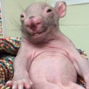 Dennis's Discord avatar