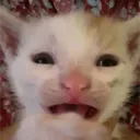 fluli
