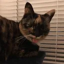 popeyesshrimp