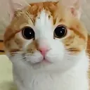 huybu
