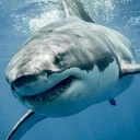 .spidershark