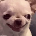 thewhiteh4t