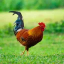 roosterington