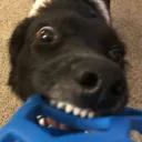 frnkfrnk69