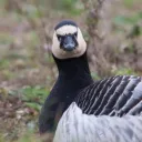 twottle_bird