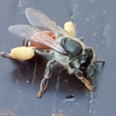 Debug