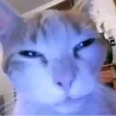 runecat05