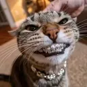 catfishcraig_