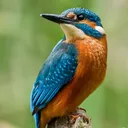 kingfisher013