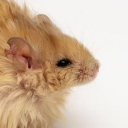 avatar mouse