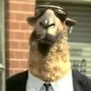 kungfucamel