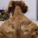 duckcurl