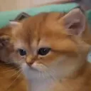 onrd