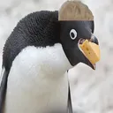 jabimo