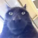 cringecat