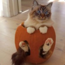🐈 Gato Abóbora 🐈