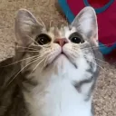 katnapzz