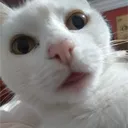 blazhe