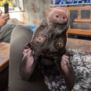 avatar Silly Willy:3