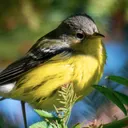 mossywings