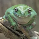 afabulousfroggy