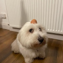 avatar arablifestyle.