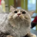 infurnus18