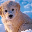 faze_puppers7278